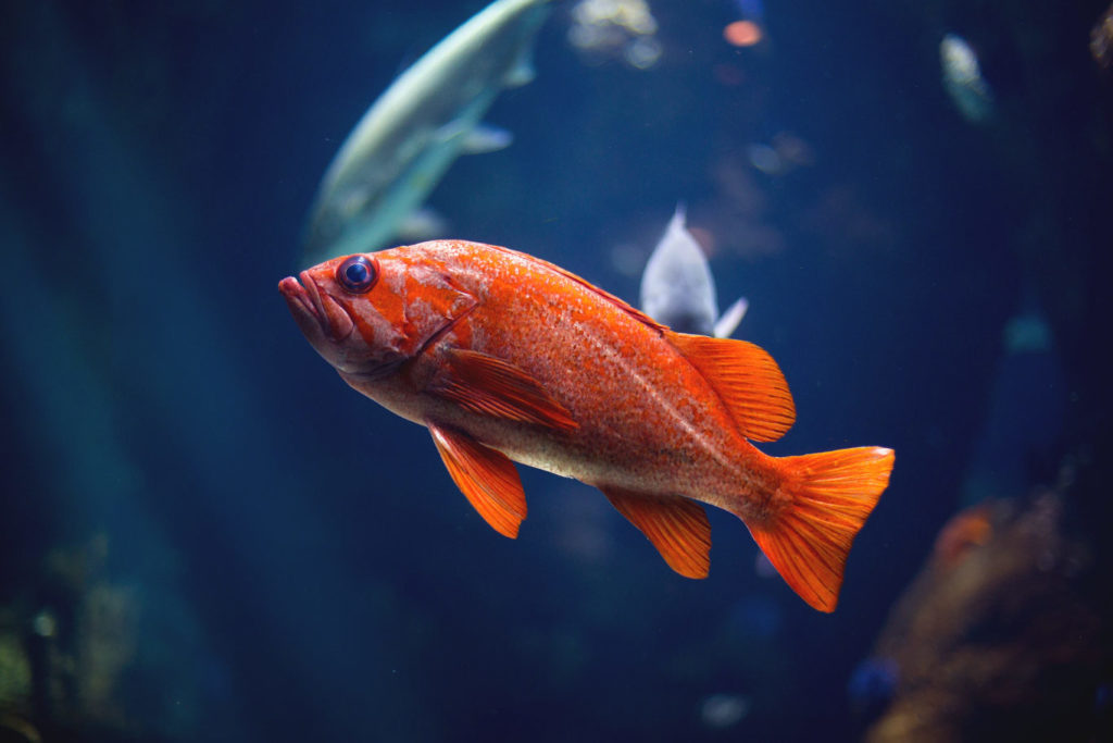 goldfish autism research